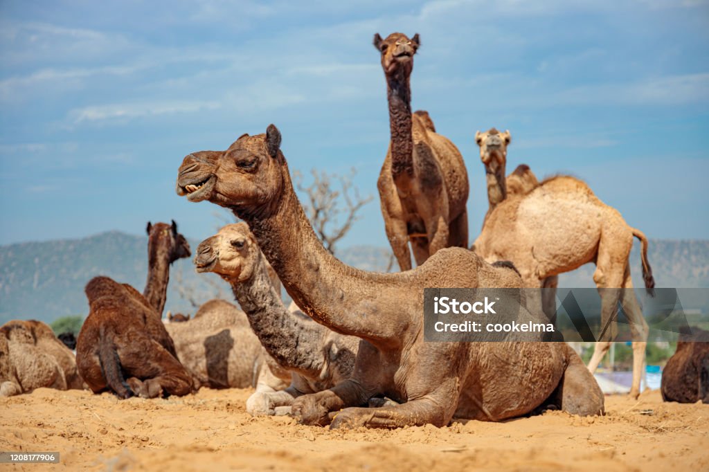 Camels At The Pushkar Fair Rajasthan India Stock Photo - Download Image Now  - Agriculture, Animal Body Part, Animal Eye - iStock