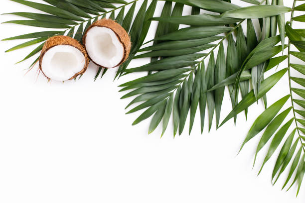 istock Palm leaves and coconut halves on white background 1208178157
