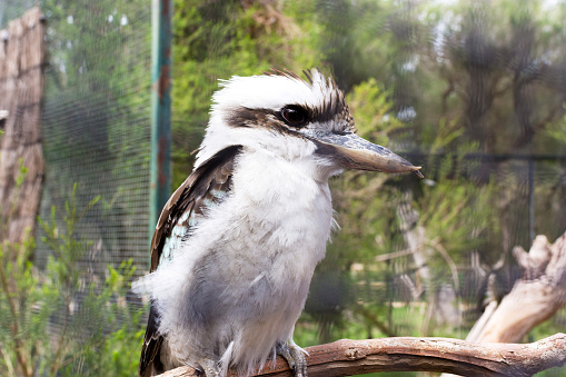 Australian bird kookaburra. Melbourne. Australia