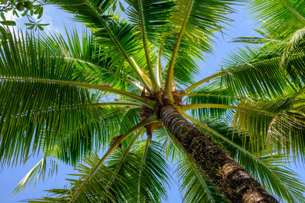 istock Branches of coconut palms under blue sky at sunny day. 1208178400