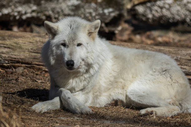 istock Arctic Wolf (Canis lupus arctos) closeup in the woods early spring 1208178496