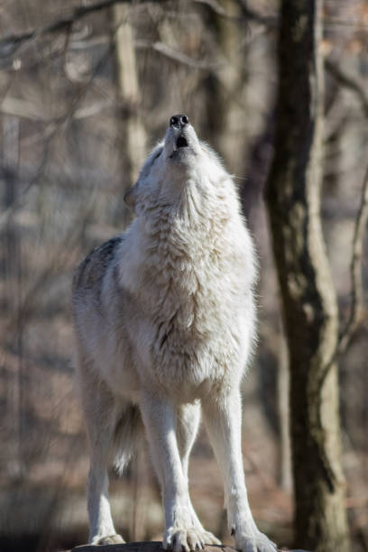 istock Arctic Wolf howling in the woods early spring portrait 1208178508