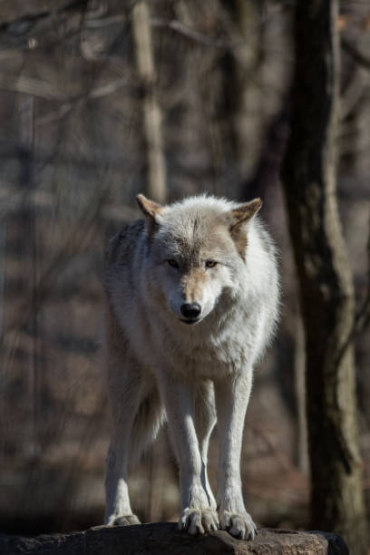 istock Arctic Wolf standing on rock in the woods early spring portrait 1208178527