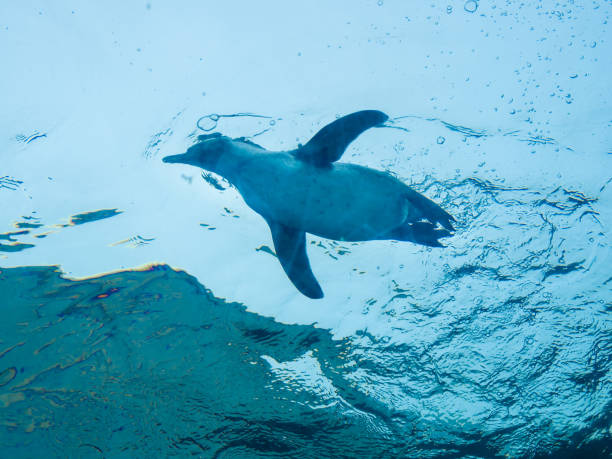 istock Penguins swimming in the blue sea 1208179256