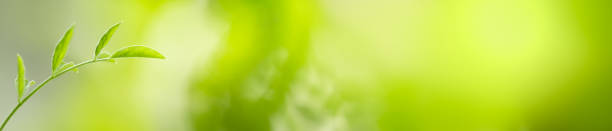 istock Close up of nature view green leaf on blurred greenery background under sunlight with bokeh and copy space using as background natural plants landscape, ecology cover concept. 1208179260