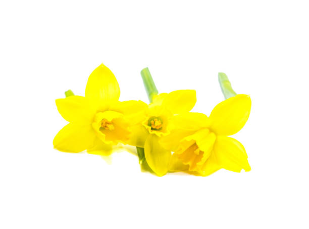 istock Blossoms of Daffodils isolated on white 1208180900