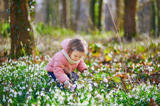 Cute little girl playing egg hunt on Easter. Toddler looking for colorful eggs in the grass with many snowdrop flowers. Little kid celebrating Easter outdoors in forest. Early Easter with cold weather