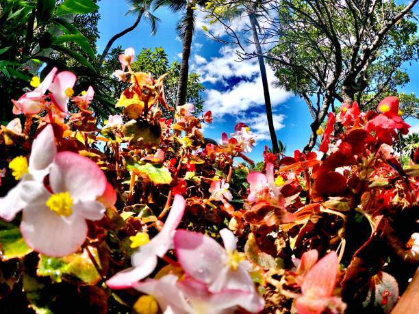 This is a color, royalty free stock photograph of lush foliage growing on the Big Island, of the Hawaiian Islands, also known as Kona. Green tropical trees and vegetation is abundant. A Crepe Ginger Costus speciosus Flowering Plant grows in the tropical forest near Pahoa. A rural dirt road is visible in the background. Photographed with a Nikon D800.