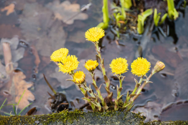 Wild Flowers Winter