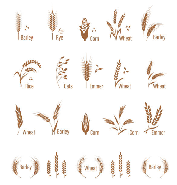 ilustraciones, imágenes clip art, dibujos animados e iconos de stock de símbolos agrícolas aislados sobre fondo blanco. - barley grass crop field