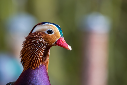 Close up Side Profile Male Mandarin Duck