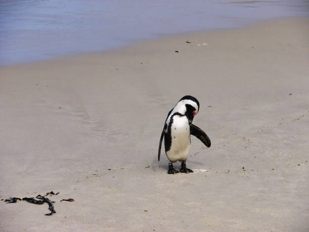 istock African penguin (Spheniscus demersus) - South Africa 1208182136