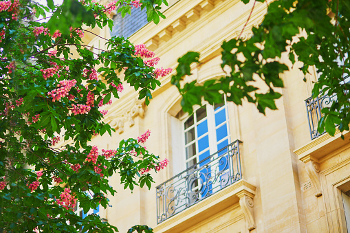 Scenic view of pink chestnuts in full bloom on a street of Paris on a spring day