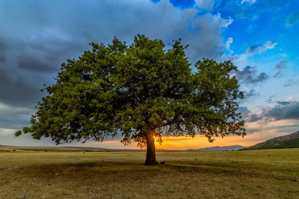 istock Beautiful landscape with a lonely oak tree in the sunset and dramatic clouds 1208182418