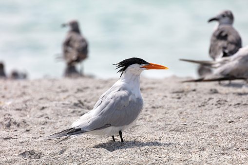 royal tern (Thalasseus maximus) stands on sand by the shore, Florida, USA