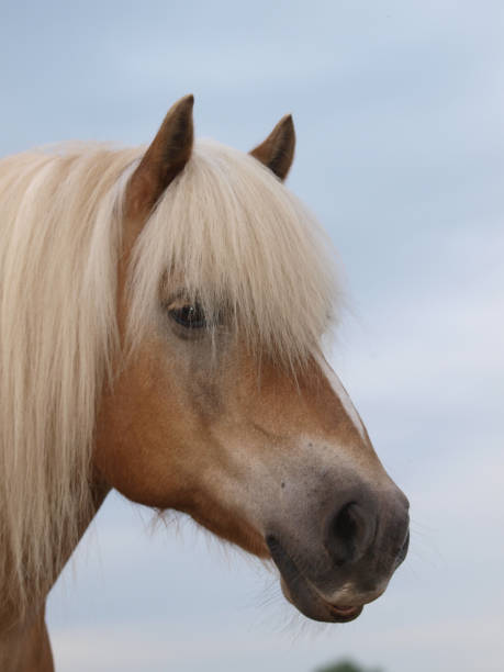 istock Pretty Horse Head Shot 1208184057