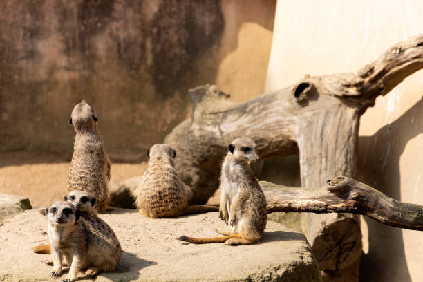 istock Meerkats or suricate suricatta in their natural environment 1208184795