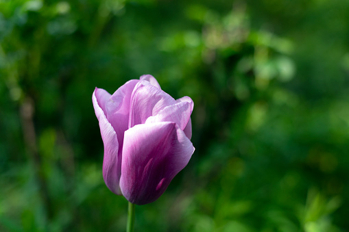 Beautiful violet single tulip blooming in front of green background with bokeh effect.