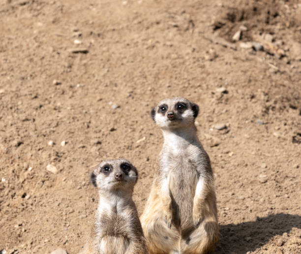 istock Meerkats or suricate suricatta in their natural environment 1208185376