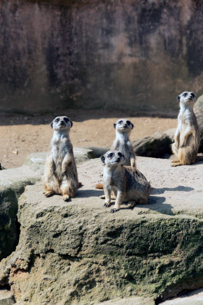 istock Meerkats or suricate suricatta in their natural environment 1208185458