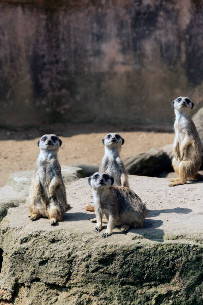 istock Meerkats or suricate suricatta in their natural environment 1208185579