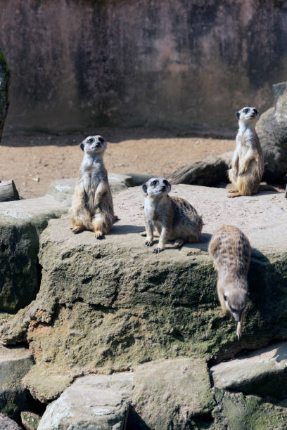 istock Meerkats or suricate suricatta in their natural environment 1208185659