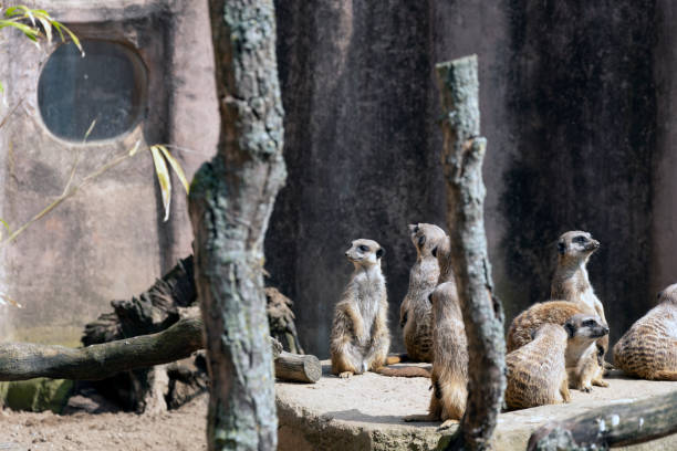 istock Meerkats or suricate suricatta in their natural environment 1208185738