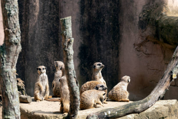 istock Meerkats or suricate suricatta in their natural environment 1208185754