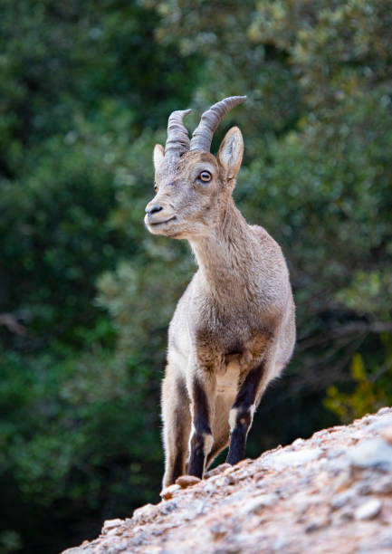 Wildlife in the wild