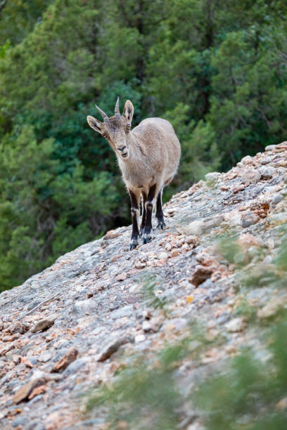 istock Capra pyrenaica hispanica - Montserrat 1208190029