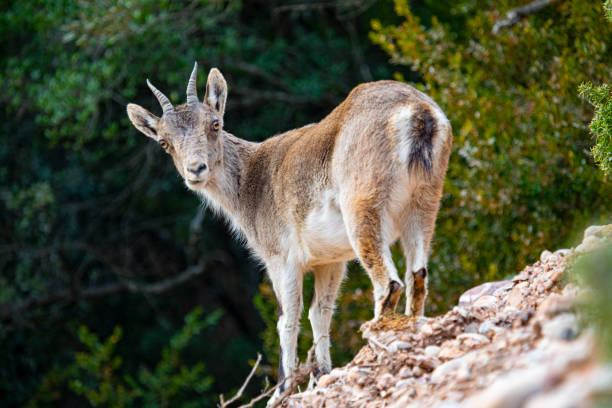 istock Capra pyrenaica hispanica - Montserrat 1208190031
