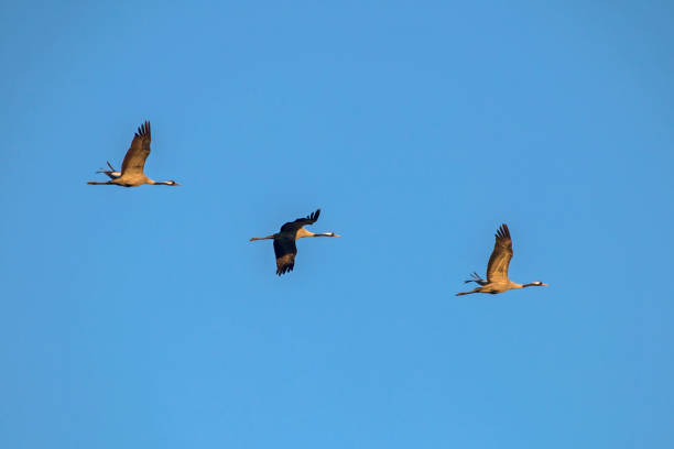 istock A flock of cranes flying on the blue sky. 1208190926
