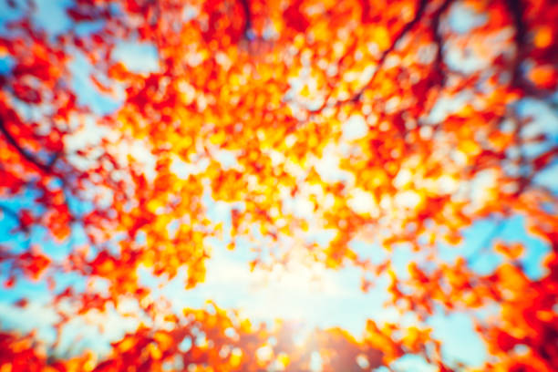 autumnal natural bokeh with sun for background or backdrop