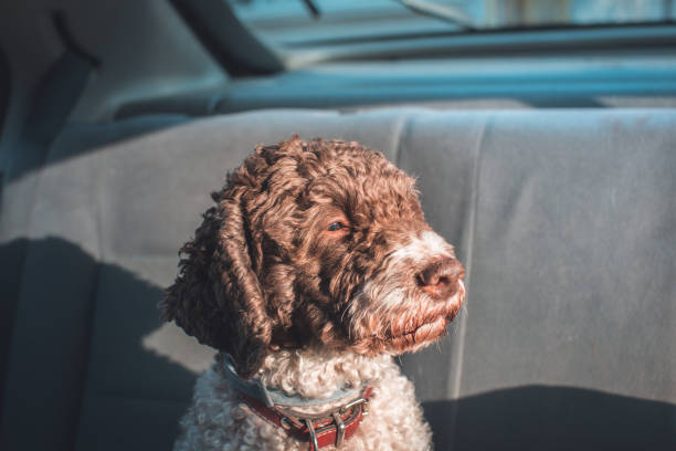 dog riding in the backseat of the car cute dog riding in the backseat of the car lagotto romagnolo stock pictures, royalty-free photos & images