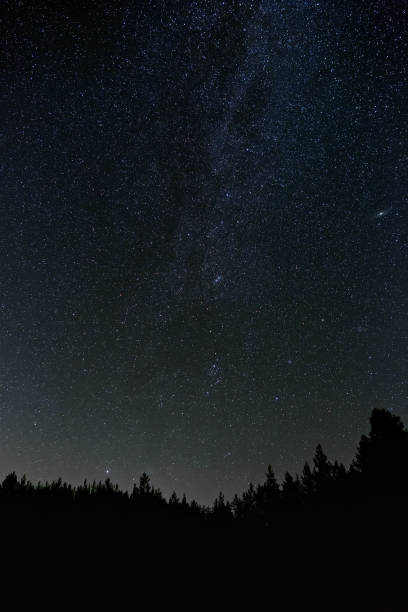 istock Starry night sky over the trees in the forest. 1208191326