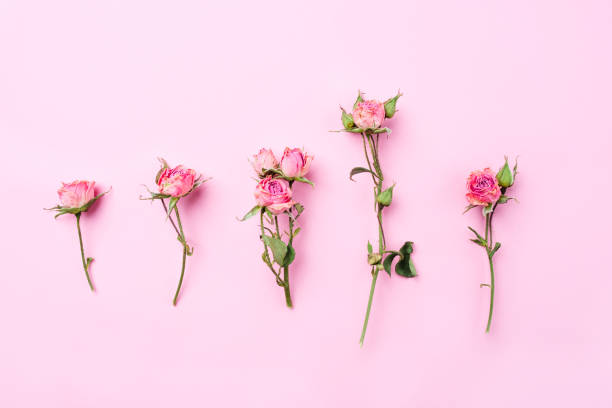 istock Dried rose flowers on pink background. 1208191594