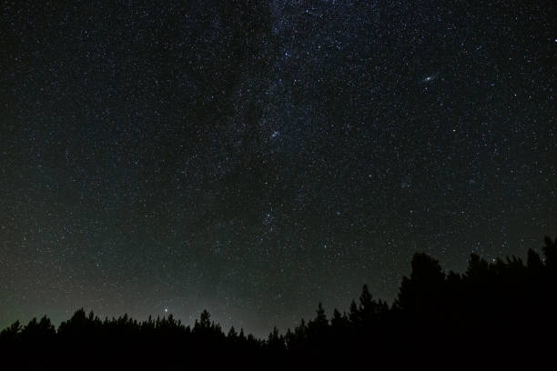 istock Starry night sky over the trees in the forest. 1208193594