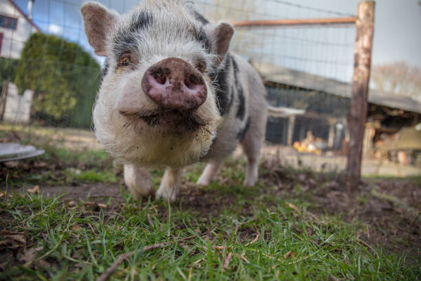 istock Home pig in farmland 1208193832