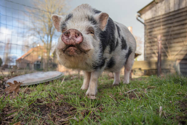 istock Home pig in farmland 1208193837