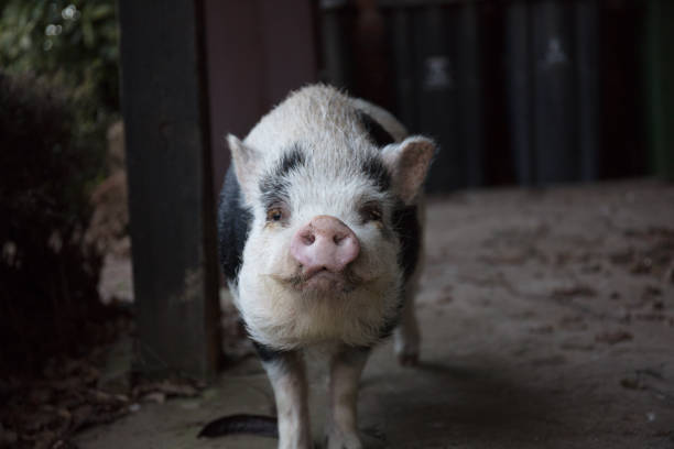 istock Home pig in farmland 1208193960