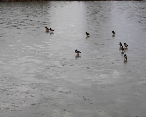 istock Ducks on the Frozen Lake 1208194858