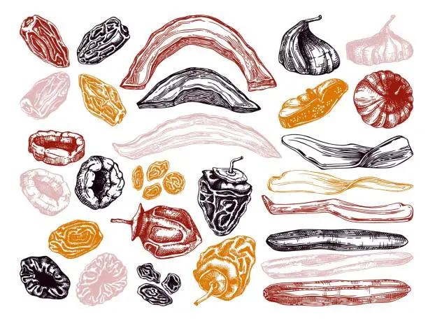 Vector illustration of Dried fruits illustration collection