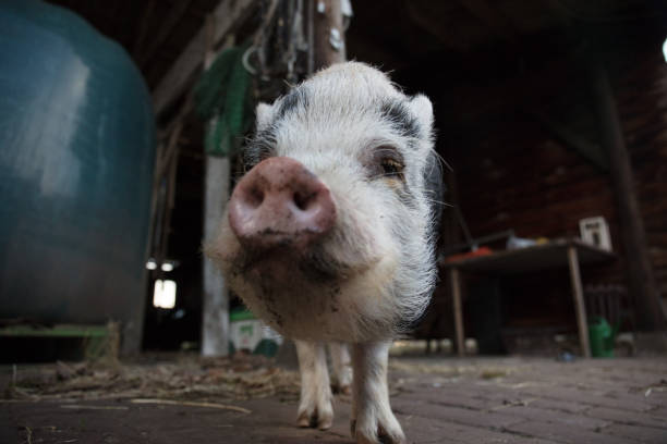istock Home pig in farmland 1208195203