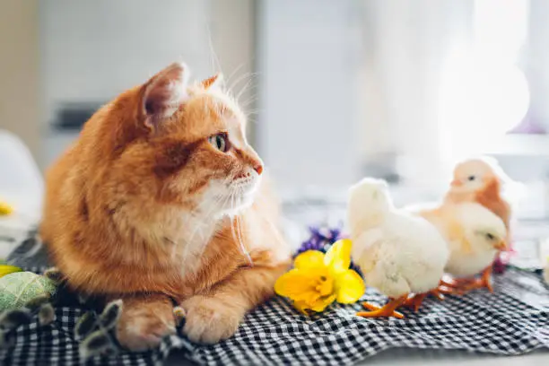 Photo of Easter chicken playing with kind cat. Little brave chicks walking by ginger cat among flowers and Easter eggs.