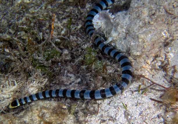 istock Yellow Lipped Sea Krait (Laticauda colubrina) 1208195694