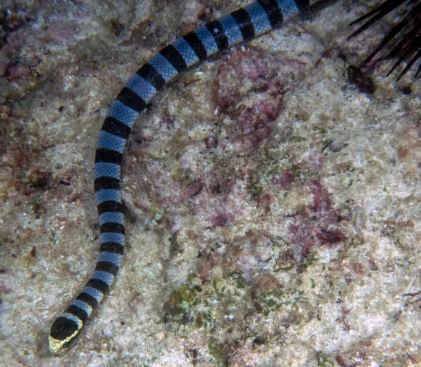 istock Yellow Lipped Sea Krait (Laticauda colubrina) 1208196078