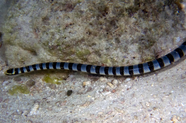 istock Yellow Lipped Sea Krait (Laticauda colubrina) 1208196081