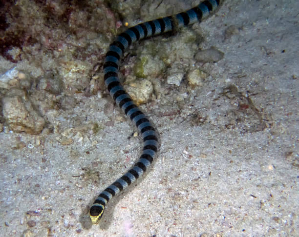 istock Yellow Lipped Sea Krait (Laticauda colubrina) 1208196094