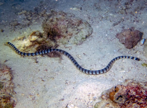 istock Yellow Lipped Sea Krait (Laticauda colubrina) 1208196118
