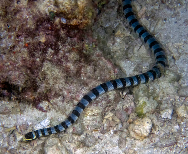 istock Yellow Lipped Sea Krait (Laticauda colubrina) 1208196119